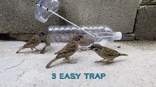 Awesome 3 Easy bird trap [upl. by Afton700]