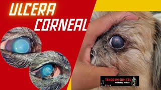 ÚLCERA CORNEAL EN PERROS [upl. by Lipsey]