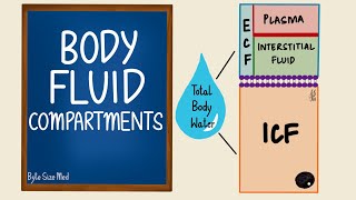 AS Biology  Tissue fluid formation OCR A Chapter 83 [upl. by Assilak]