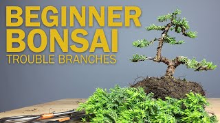 Beginner Bonsai Styling  Choosing Branches to Cut [upl. by Letnahs876]