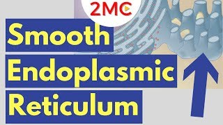 Smooth Endoplasmic Reticulum Function and Structure  Cell Biology Simplified [upl. by Ahsihat]