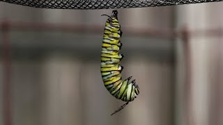 Monarch Caterpillar Changes to a Chrysalis [upl. by Nanahs266]