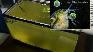 Raising Daphnia for the Freshwater Aquarium [upl. by Godber]