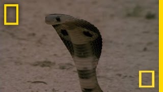 Cobra vs Mongoose  National Geographic [upl. by Arvonio]