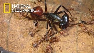 Chemical War of Ant Troops VS One Goliath Ant｜National Geographic [upl. by Rolyks88]