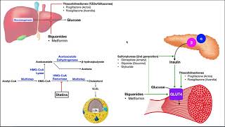 Pharmacology of Diabetes Mellitus  Mechanisms of Action [upl. by Eonak805]