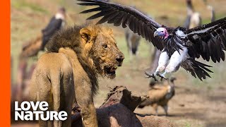 Lion Protects Its Prey From Vultures  Predator Perspective  Love Nature [upl. by Inoek]