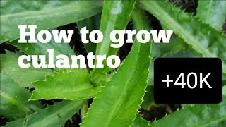 How to grow culantro [upl. by Noorah359]