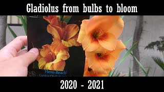 Gladiolus from bulbs to bloom 2020  2021 [upl. by Kippy393]