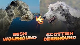 Irish Wolfhound vs Scottish Deerhound Detailed Comparison [upl. by Eillac]