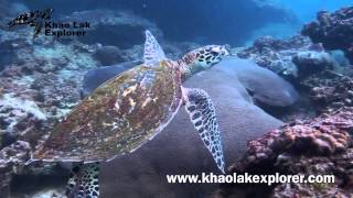 Similan Islands Diving [upl. by Kcirednek230]