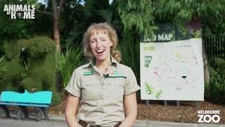 Virtual Tour of Melbourne Zoo [upl. by Gapin30]