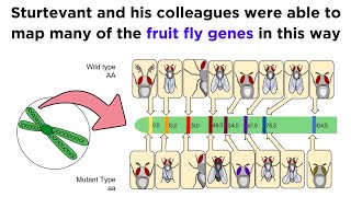 DNA Barcoding for Species Identification [upl. by Rozek]