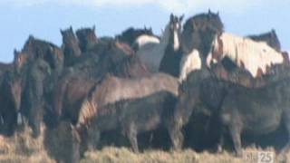 De Paarden van Marrum  De 25 meest bijzondere heldendaden [upl. by Tersina87]