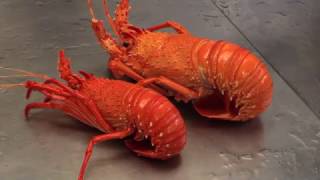 Recfishwest  How to perfectly cook crayfish [upl. by Nani293]