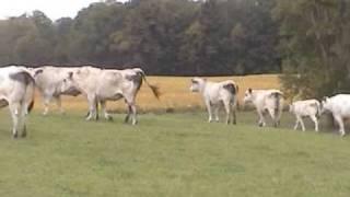 Chapman Farms Piedmontese Cattle [upl. by Anitsirhc847]