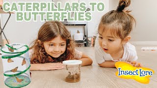 GROWING OUR OWN BUTTERFLIES AT HOME  INSECT LORE [upl. by Enilra228]