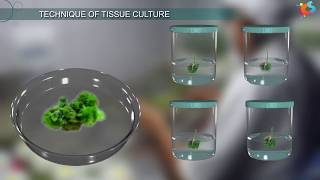 Tissue Culture [upl. by Htez]