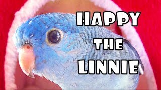 Lineolated Parakeet Talking SO CUTE [upl. by Iharas]