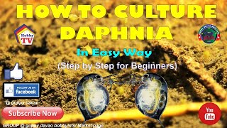 HOW TO CULTURE DAPHNIA In Easy Way [upl. by Nyleek]