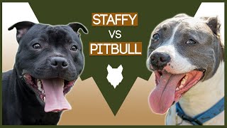 STAFFORDSHIRE BULL TERRIER VS PITBULL [upl. by Aihsiym]