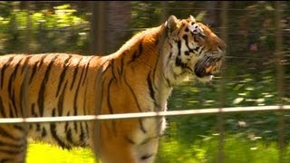 Une journée au Zoo de Beauval HD [upl. by Malliw]