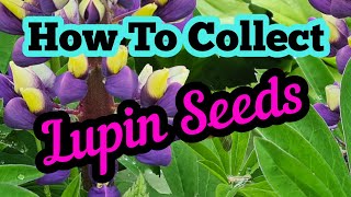 How to collect lupin seeds [upl. by Askwith545]