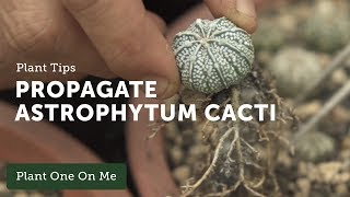 How to Propagate Astrophytum Cacti — Ep 107 [upl. by Yelyah]