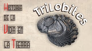 HVT Trilobites mini documental [upl. by Scurlock]