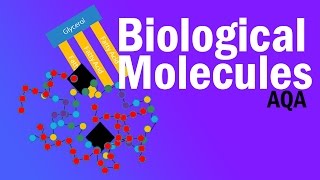 BIOLOGICAL MOLECULES  Detailed AQA Alevel Revision [upl. by Nasya]