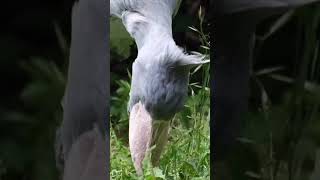 The Shoebill Stork [upl. by Kippar211]