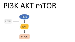 PI3K AKT mTOR Pathway and the effects [upl. by Beale]