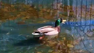 Mallard Duck in Swimming Pool Quacking [upl. by Rivkah]