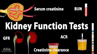 Kidney Function Tests Animation [upl. by Uriisa]