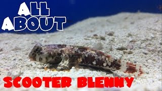 All About The Scooter Blenny or Dragonet [upl. by Cavanagh847]