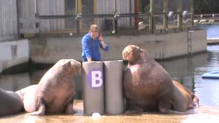 Walrus Show Full Show  Dolfinarium Harderwijk 2015 [upl. by Olifoet852]